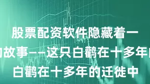 股票配资软件隐藏着一个感人的故事——这只白鹳在十多年的迁徙中